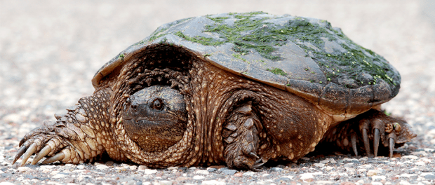 Ontarians debate snapping turtle hunting - The Wildlife Society