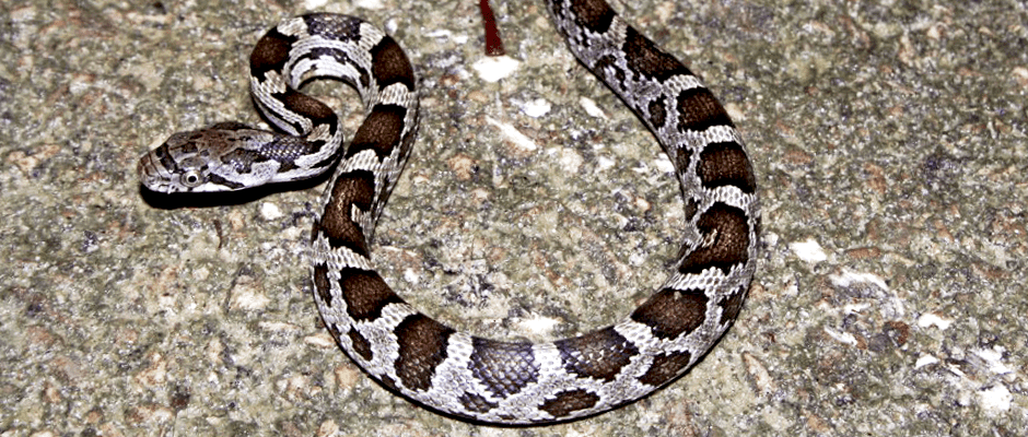 Virginia Snake Species: Discovering the Diverse and Fascinating World of Snakes in Virginia