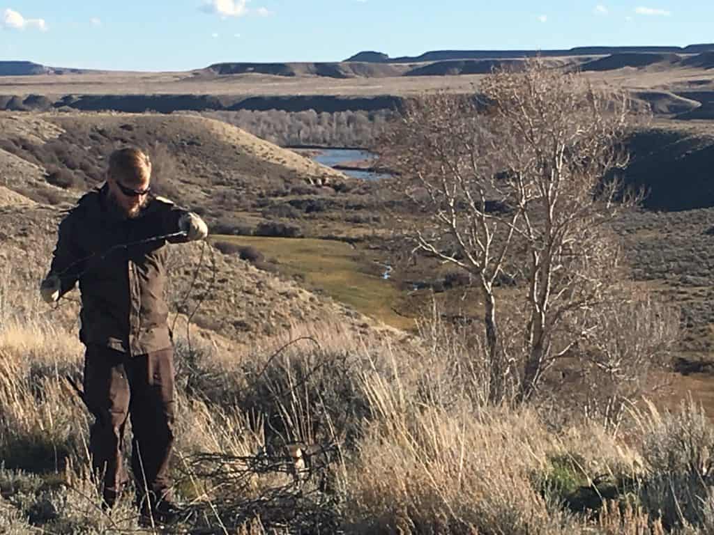 Bison return to Wind River Reservation - The Wildlife Society