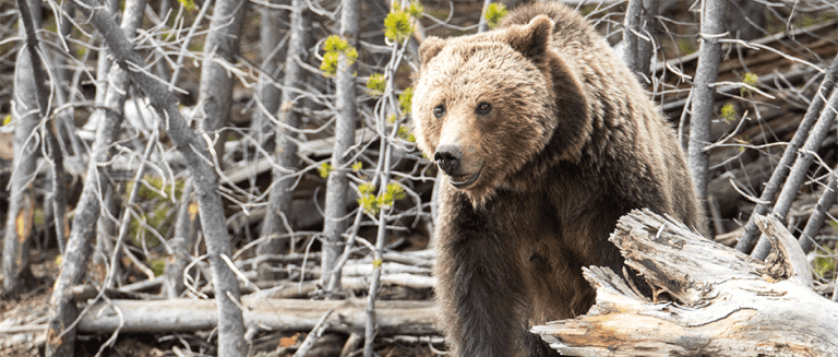 USFWS Announces Delisting Of Yellowstone Grizzly Bears - The Wildlife ...