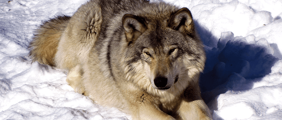 In high numbers, apex predators suppress lesser ones - The Wildlife Society