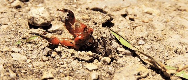 Don’t forget the soil fauna - The Wildlife Society