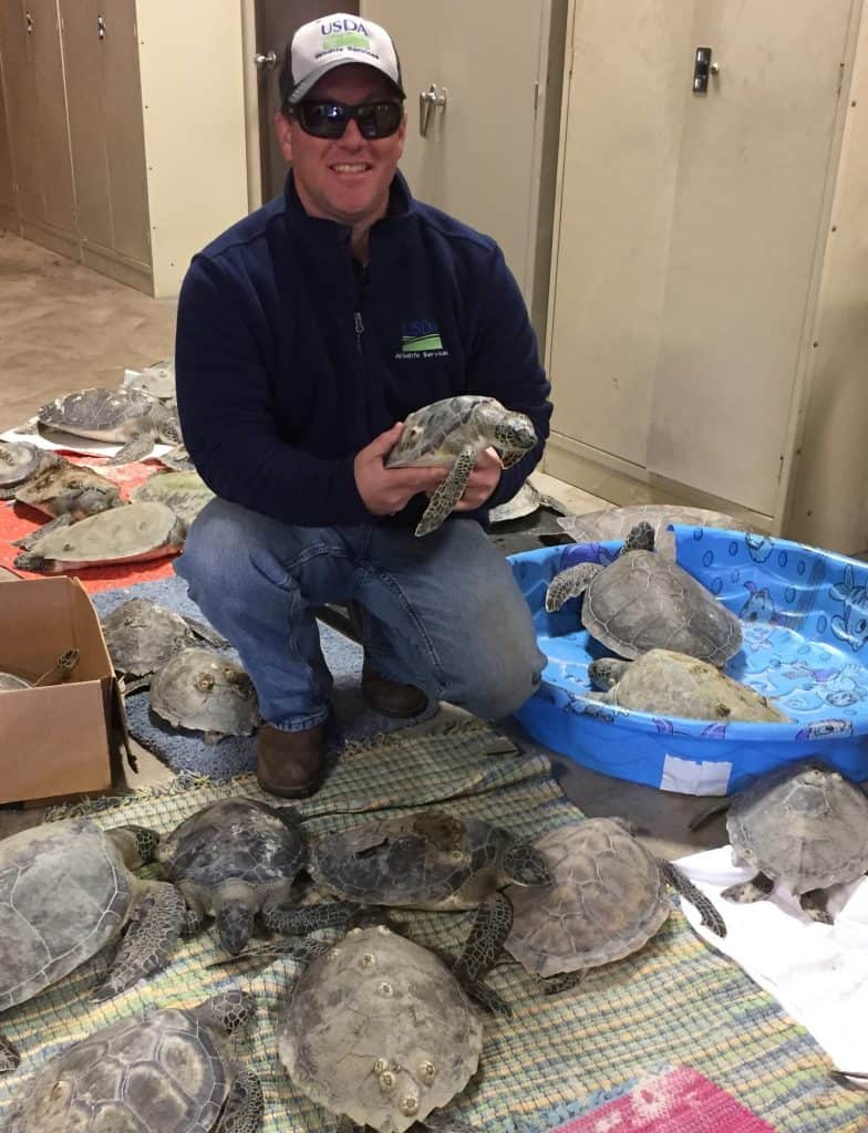 Aiding stunned sea turtles along Florida’s Gulf Coast - The Wildlife ...