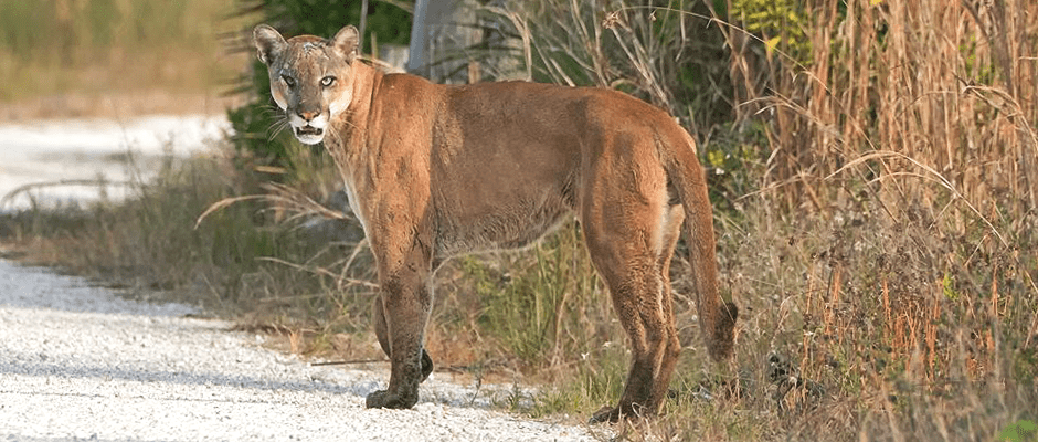 eastern puma pictures