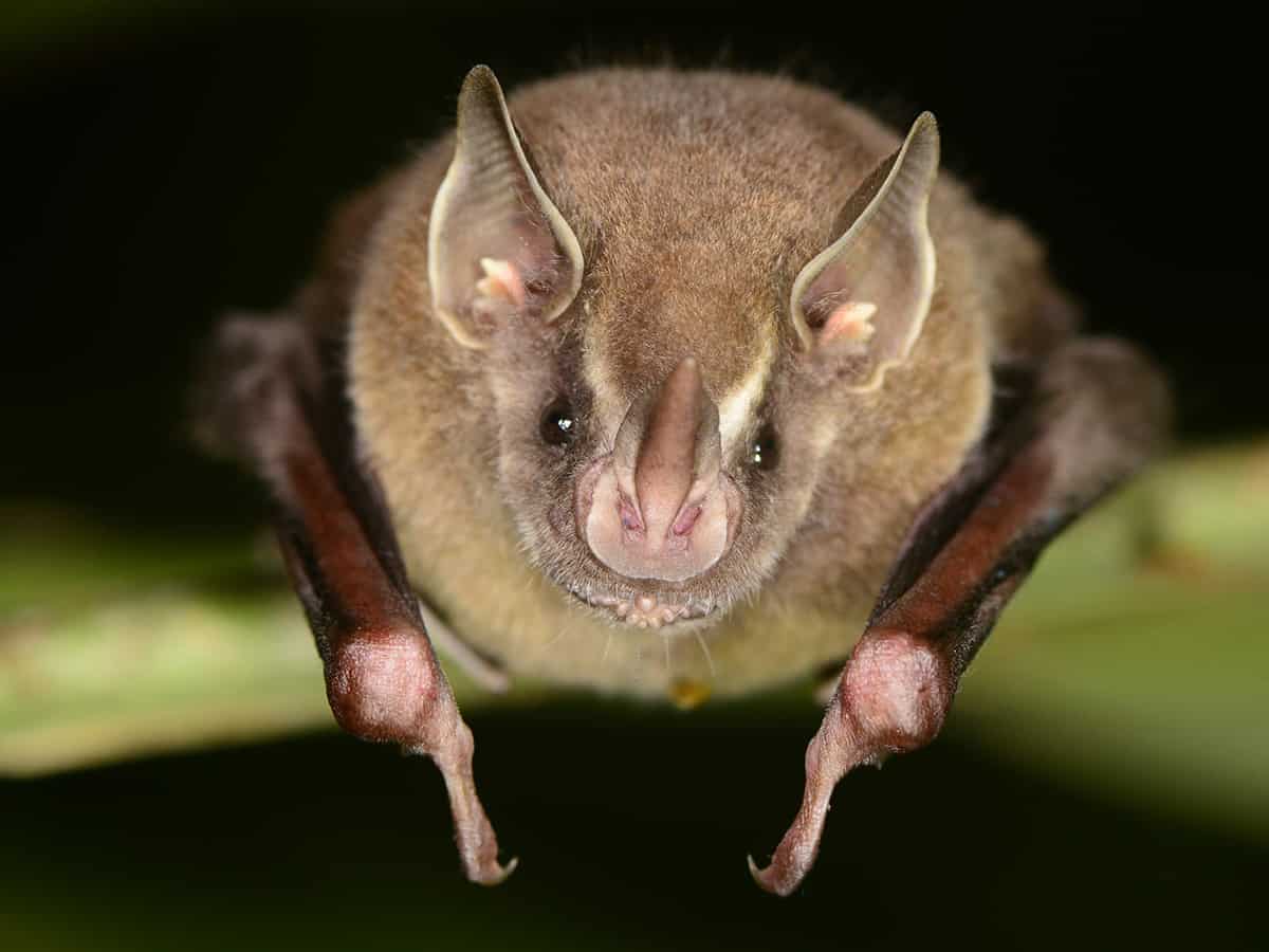 Omnivorous bats have better evolutionary success - The Wildlife Society