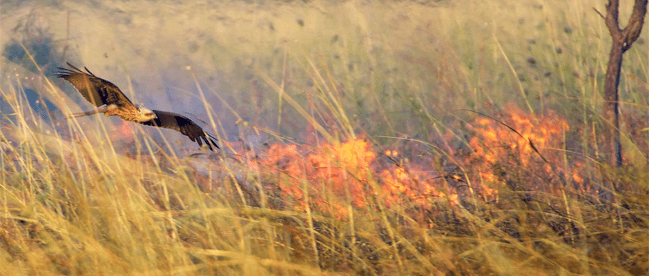 Australian 'firehawks' use fire to catch prey - THE WILDLIFE SOCIETY