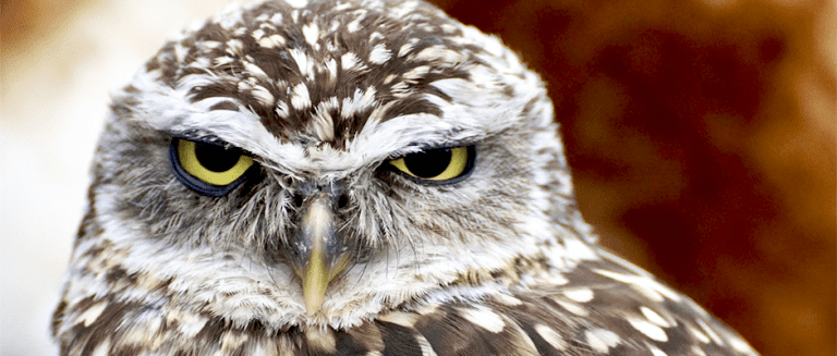 For burrowing owls, city parks offer scant protection - The Wildlife ...