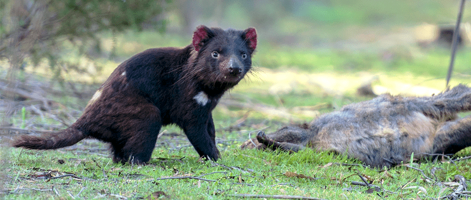 Why the Tasmanian Devil Is Endangered