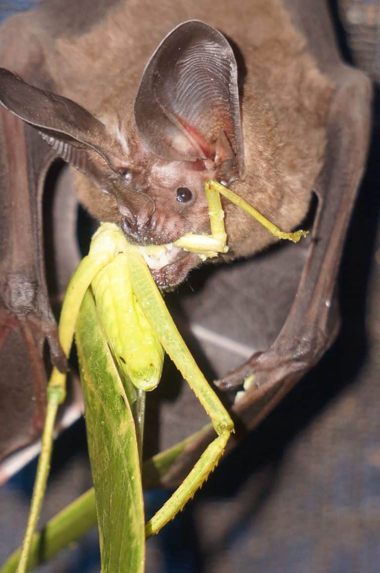 Bats learn about food from other species The Wildlife Society