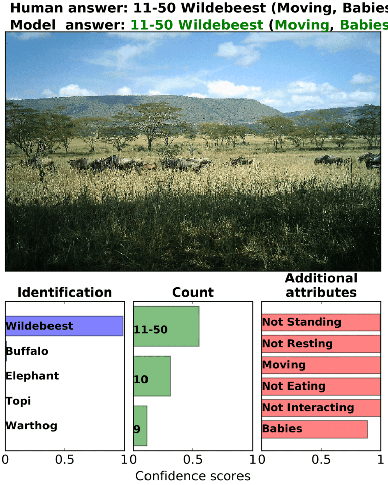 Artificial intelligence can now analyze wildlife imagery | THE WILDLIFE ...