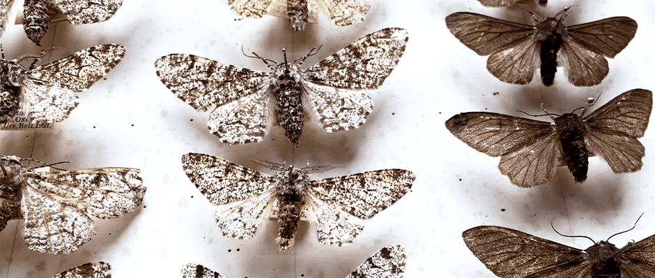 Scientist confirm textbook ‘Darwin’s moth’ lesson - The Wildlife Society