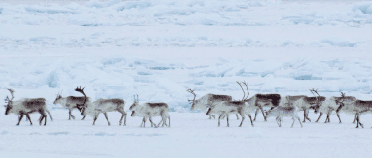 Airborne drones reveal movements of earthbound caribou - The Wildlife ...