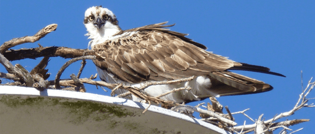 why are ospreys endangered