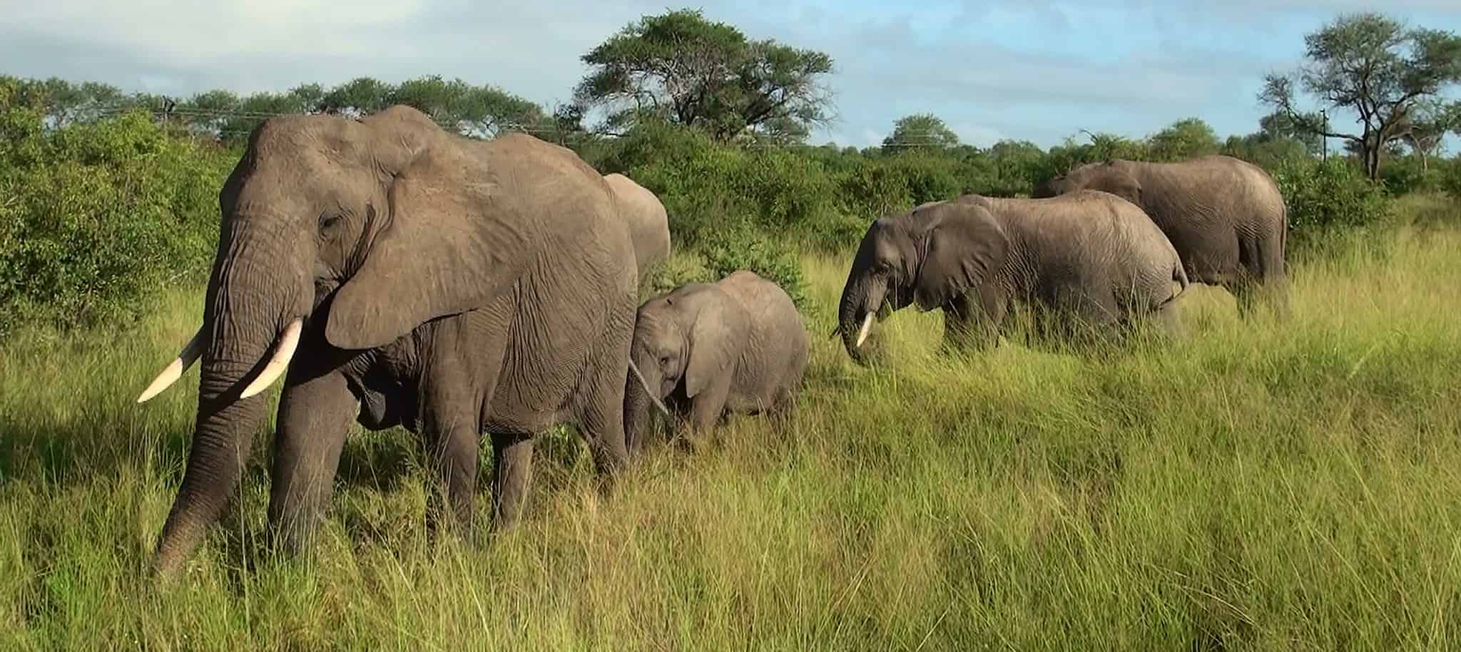 Африканские и индийские слоны 1 класс. Слоны. Стадо слонов. Слоны животные полезные. Африканский слон и человек.