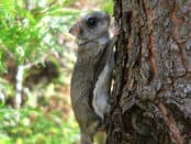 Humboldt's species of flying squirrels