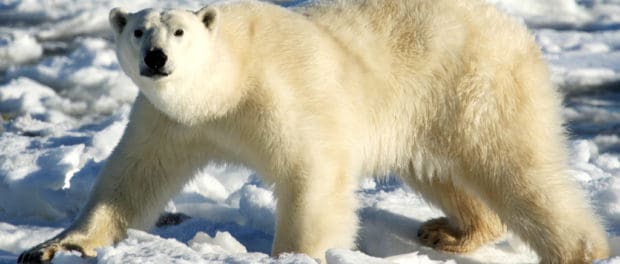 Changes come to polar bear capital of the world - The Wildlife Society