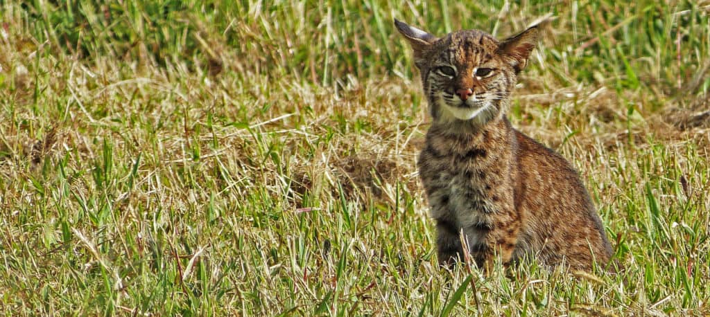 Is That A Lynx Or A Bobcat The Wildlife Society