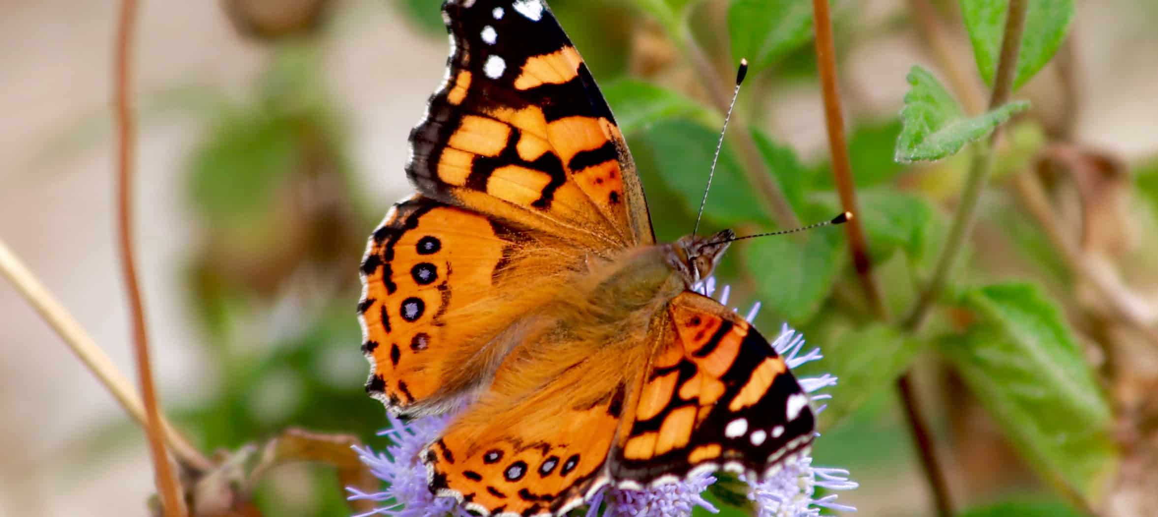 Painted-lady-butterflies.jpg