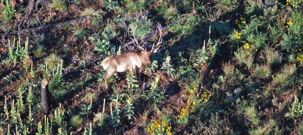 WSB: What’s the best way to count elk by air? - The Wildlife Society