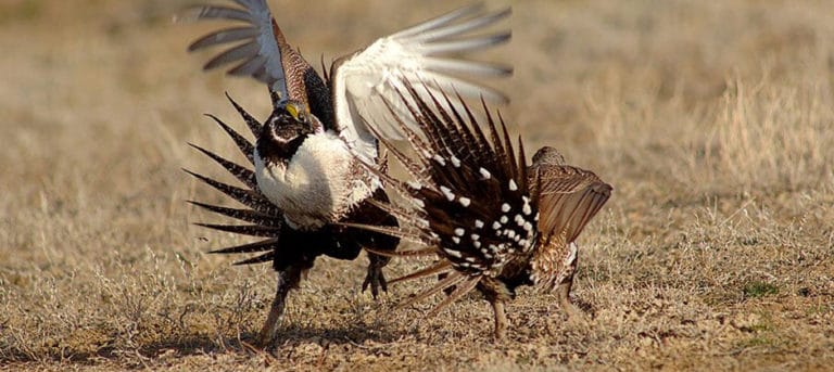 BLM Releases Final Changes To Sage-grouse Plans - The Wildlife Society