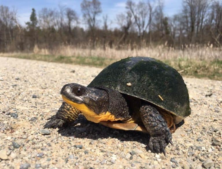 Student Research Modeling habitats for endangered Indiana turtles