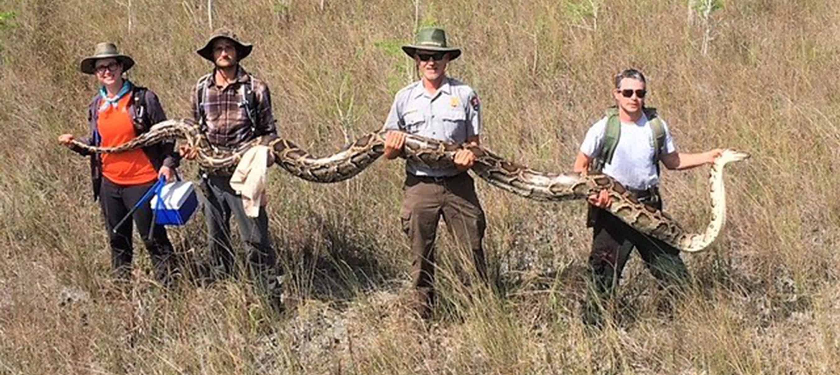 Recordsetting python discovered in Florida Everglades