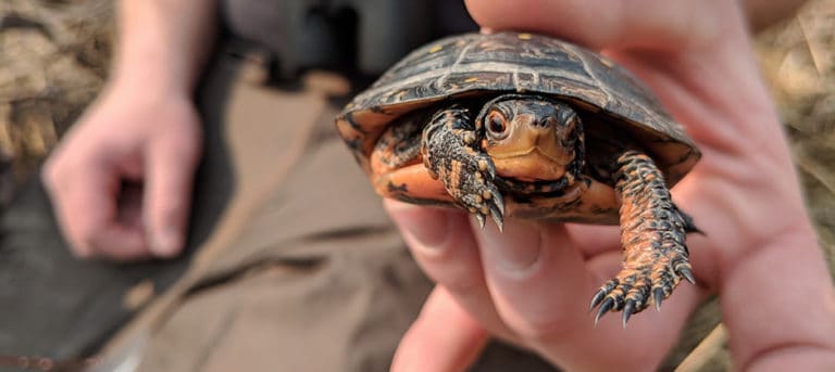 Student Research: Modeling habitats for endangered Indiana turtles ...