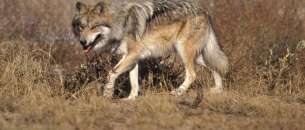 Mexican wolf kills rise sharply - The Wildlife Society