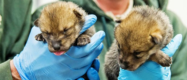 Record Number Of Mexican Wolf Pups Cross Fostered In Wild The Wildlife Society