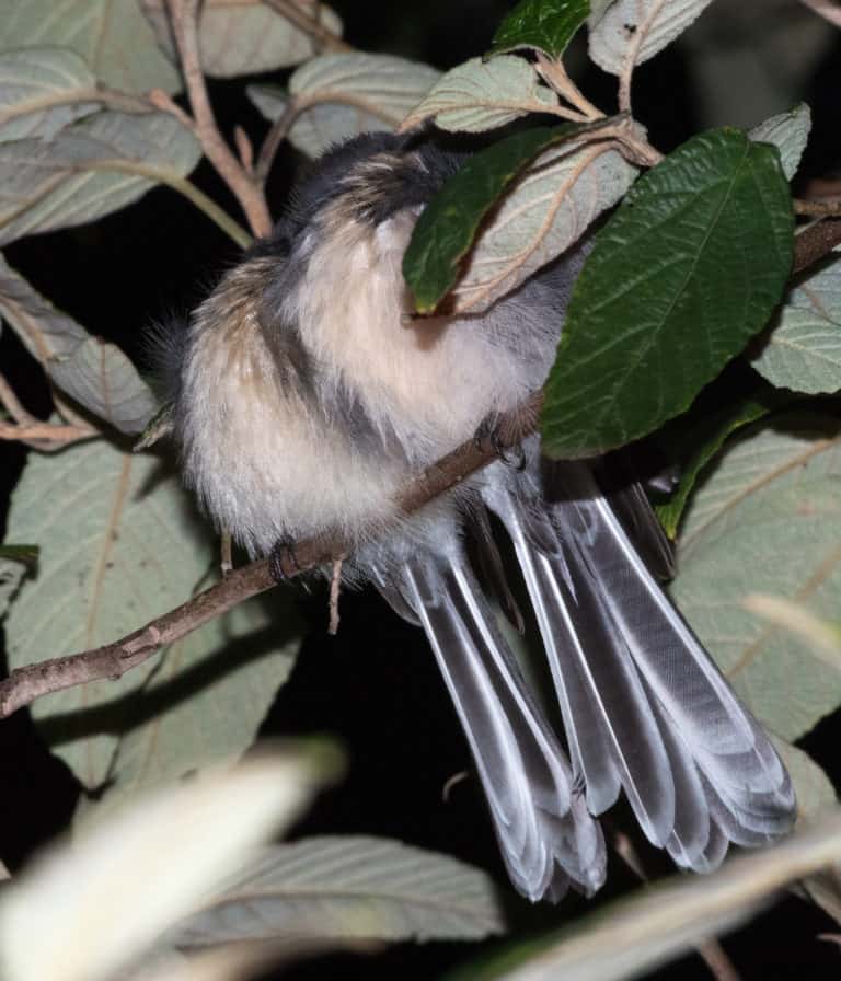 Wild Cam Thermal cameras spot roosting birds in the dark The