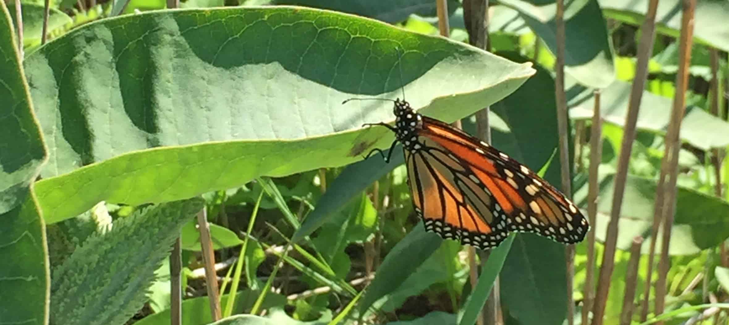 Years of monarch research shows how adding habitat will help