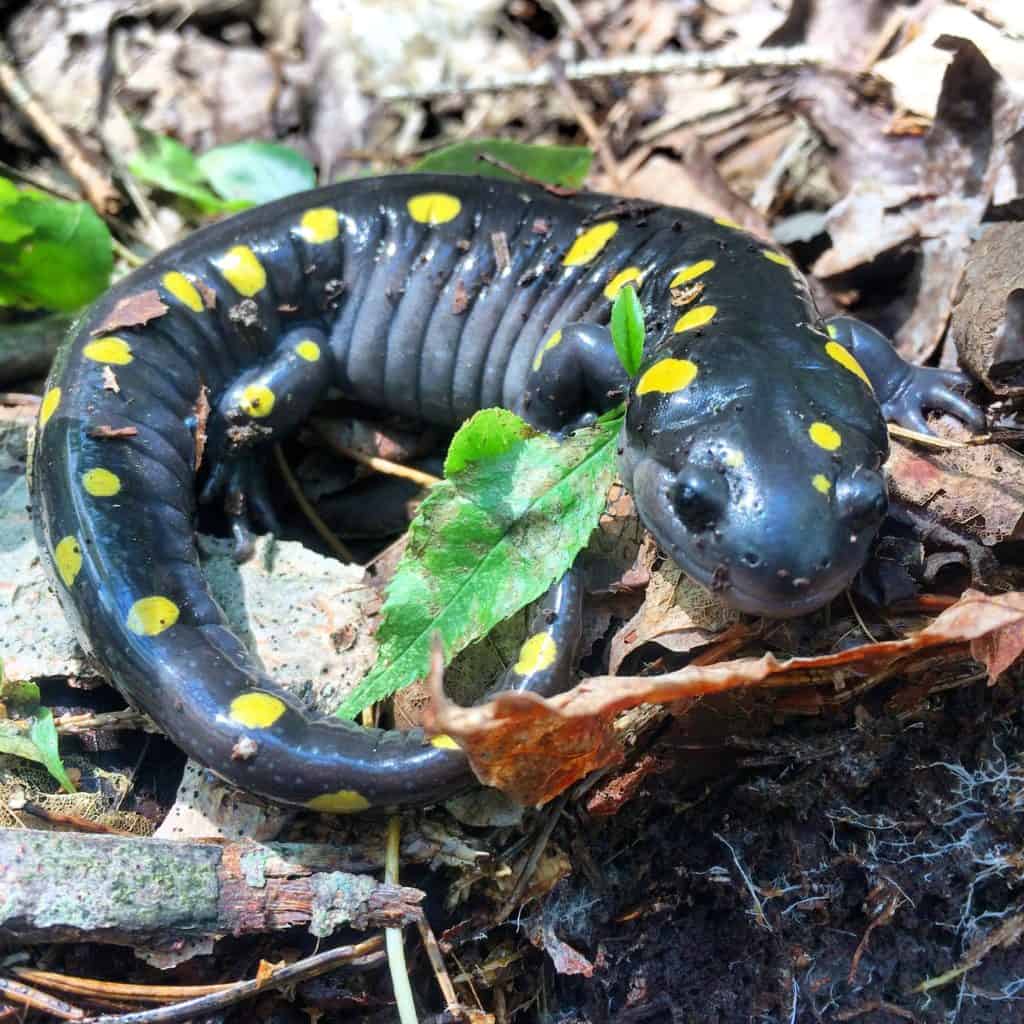 Spotted salamanders prefer legacy forests - The Wildlife Society