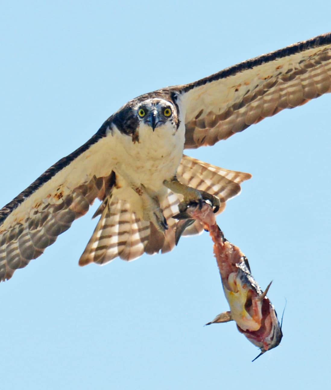 are ospreys eagles