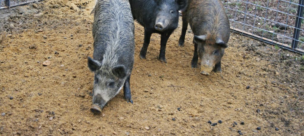 USDA announces grants for feral swine control - The Wildlife Society