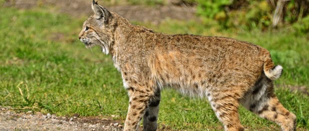 For Wisconsin bobcat harvest, it’s about supply and demand | THE ...