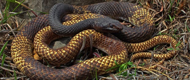 WSB: Erosion blankets can tie snakes into knots | THE WILDLIFE SOCIETY