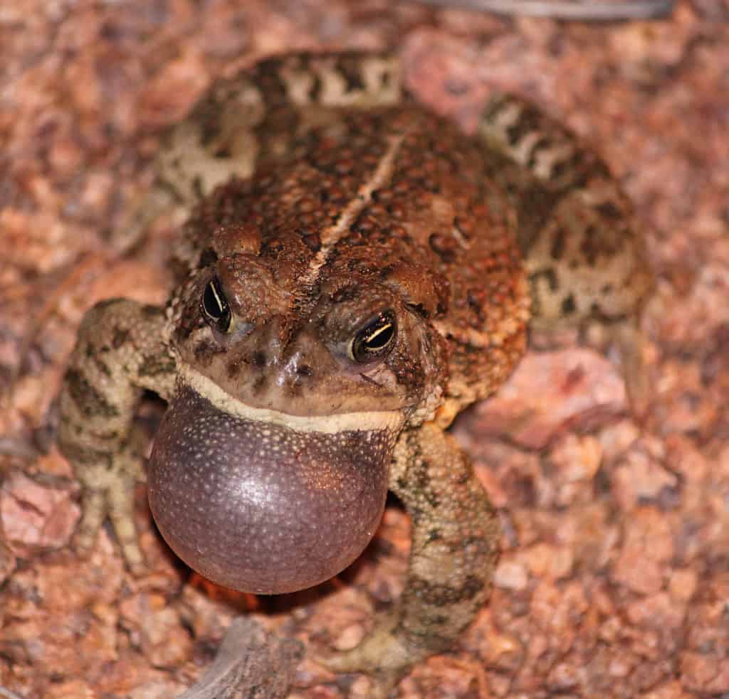 Arizona Toads Holding Ground From Generalist Cousins - The Wildlife Society