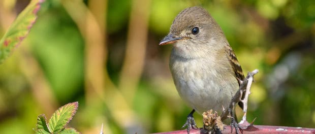 Intentionally introduced beetles impact songbird habitat - The Wildlife ...