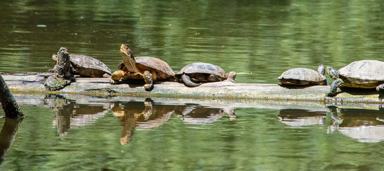 Invasive turtles impact western pond turtles - The Wildlife Society