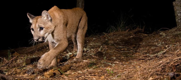 Human presence creates fear response in predators - The Wildlife Society