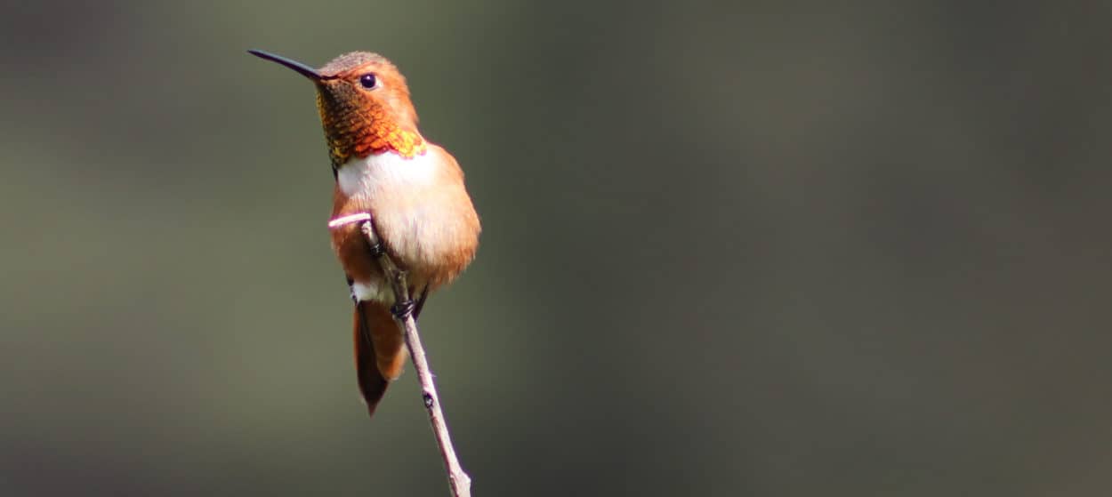 Researchers discover hummingbird hybrid zone The Wildlife Society