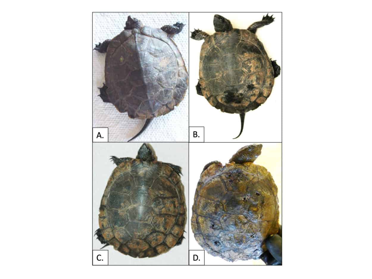 Shell disease may hamper pond turtle recovery - The Wildlife Society