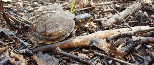 Time trumps environment for head-started turtles | THE WILDLIFE SOCIETY