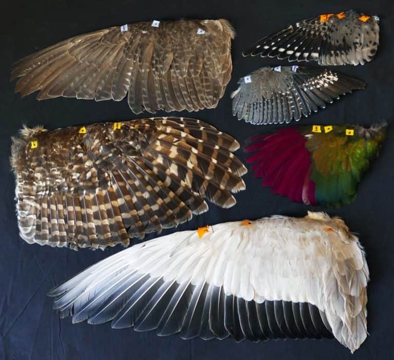 Bird wing study reveals different flight development paths - The ...