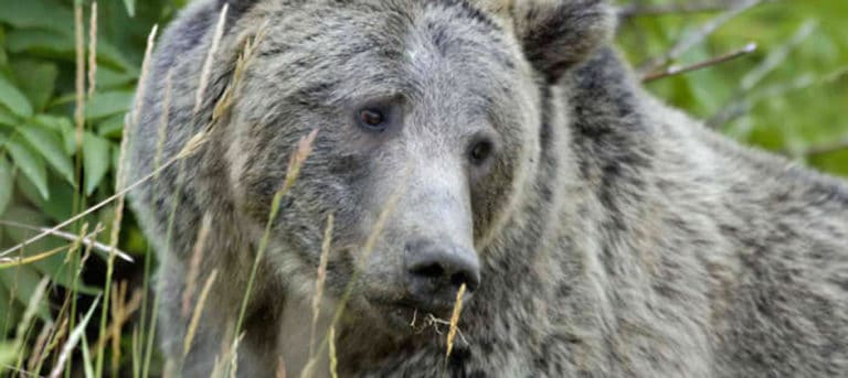 U.S. Fish And Wildlife To Review Grizzly Bear Status - The Wildlife Society