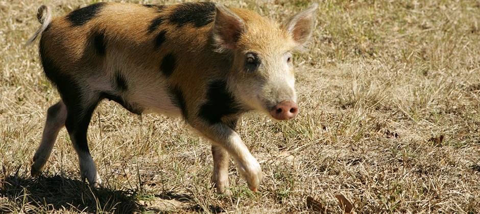 Officials Wary Of Wild Pigs Entering U S From Canada The Wildlife Society