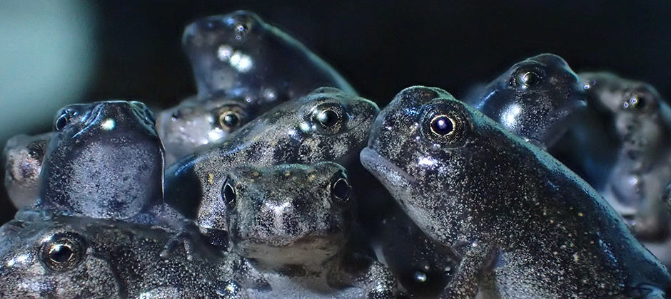 How lab breeding could put an end to frog smuggling : Planet Money : NPR