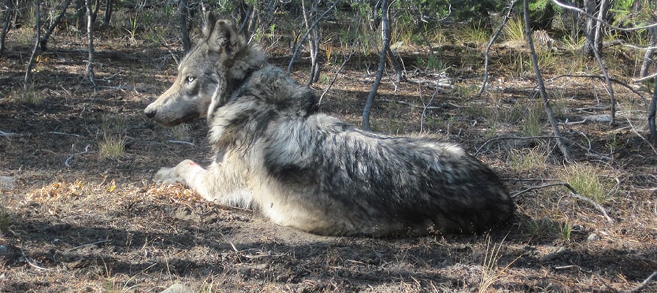 Idaho wildlife department stresses need for wolf counts - The Wildlife ...