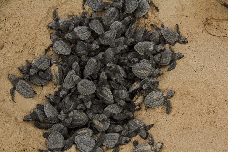 Tracking baby sea turtles to help conservation - The Wildlife Society