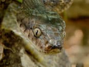 Brown Tree Snakes The Wildlife Society